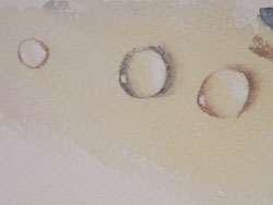 Water drops detail, watercolour
